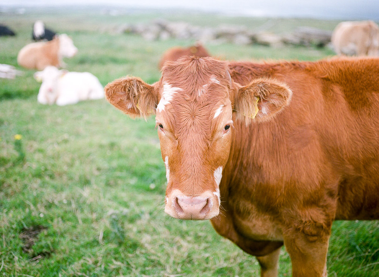 nj-film-photographer-15