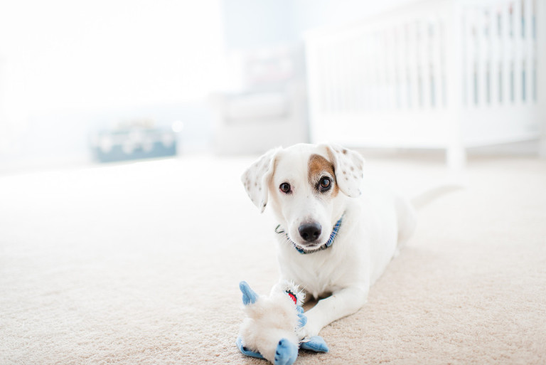 nj-newborn-photographer-1